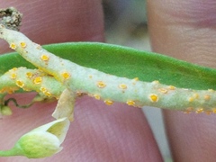 Puccinia mariae-wilsoniae
