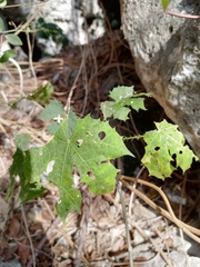 Cnidoscolus multilobus