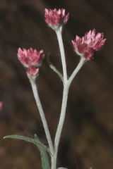 Pseudognaphalium roseum
