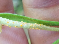 Puccinia mariae-wilsoniae