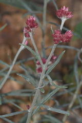 Pseudognaphalium roseum