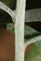 Pseudognaphalium roseum