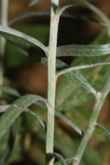 Pseudognaphalium roseum