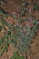 Pseudognaphalium roseum