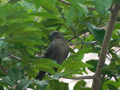 Molothrus bonariensis