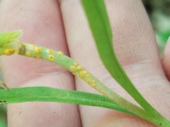 Puccinia mariae-wilsoniae