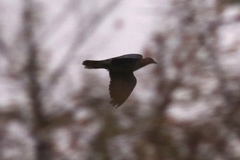 Patagioenas fasciata