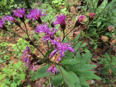 Vernonia greggii