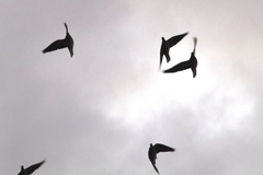 Patagioenas fasciata