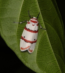 Cyana perornata