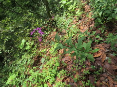 Vernonia greggii