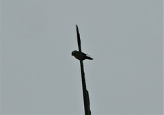 Brotogeris pyrrhoptera