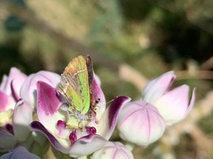 Chlorostrymon simaethis