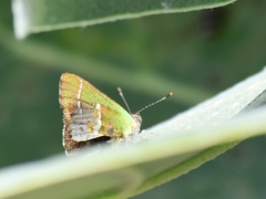 Chlorostrymon simaethis