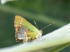 Chlorostrymon simaethis