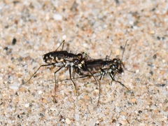 Cicindela carthagena