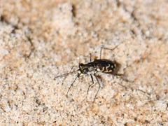 Cicindela carthagena