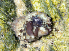 Pagurixus jerviensis