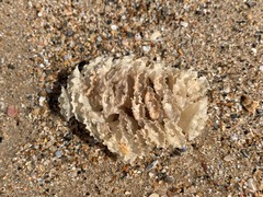 Fasciolariidae