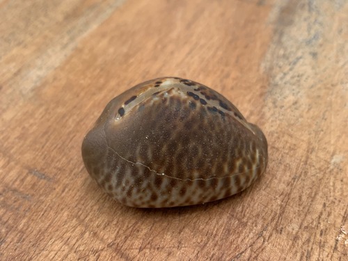 Cypraea mus observed 2021-12-20