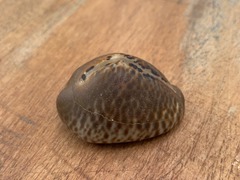 Muracypraea mus