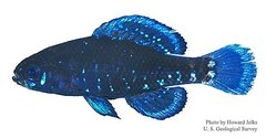 Okefenokee Pygmy Sunfish photo 4