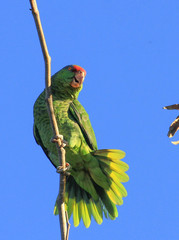 Amazona finschi × viridigenalis