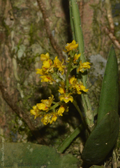 Trichocentrum pumilum