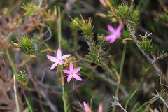 Calytrix decandra