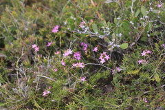 Calytrix decandra