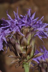 Vernonia alamanii