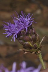 Vernonia alamanii