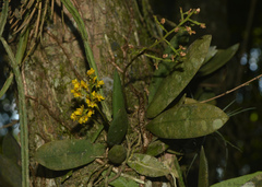 Trichocentrum pumilum