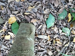Passiflora sexocellata