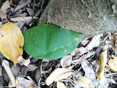 Passiflora sexocellata