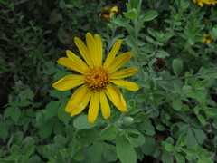 Heterotheca mucronata