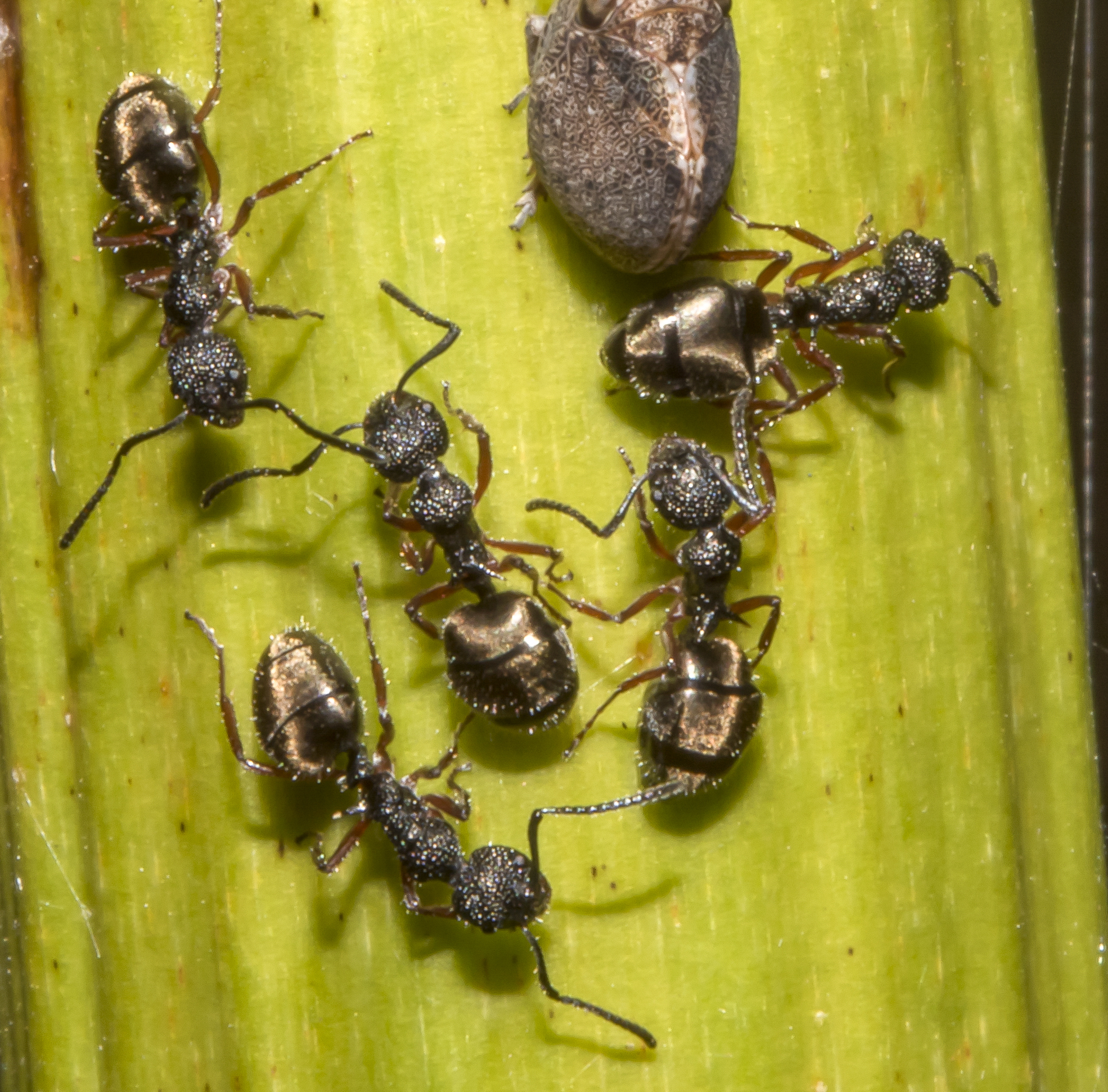 Dolichoderus ypsilon