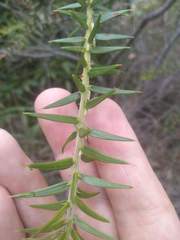 Acacia oxycedrus