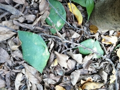 Passiflora sexocellata