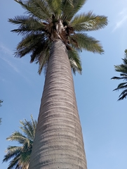 Jubaea chilensis