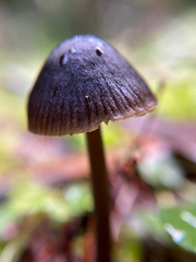 Mycena nargan