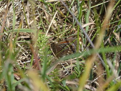 Cosmosatyrus leptoneuroides