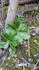 Aeonium glutinosum image