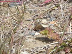 Cosmosatyrus leptoneuroides