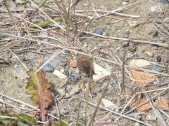 Cosmosatyrus leptoneuroides