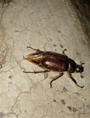 Coleoptera