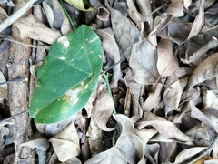 Passiflora sexocellata