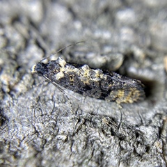 Thomintarra primaeva