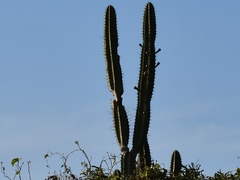 Cereus repandus