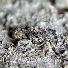 Thomintarra primaeva